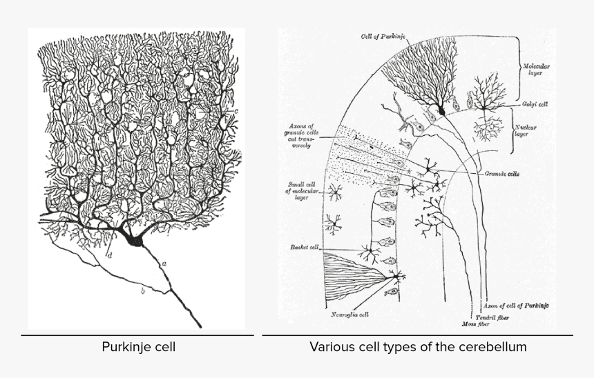Png Transparent Download Overview Of Neuron And - Histological Structure Of Cerebellum, Png Download, Free Download