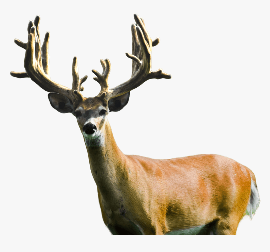 Scenic-photo - Elk, HD Png Download, Free Download