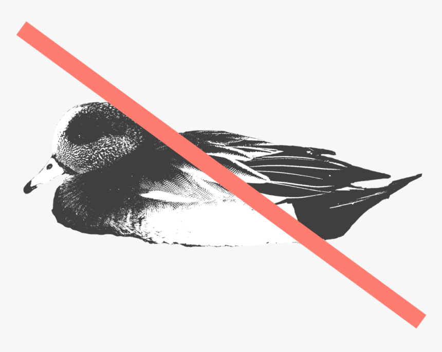 Widgeon - Duck, HD Png Download, Free Download