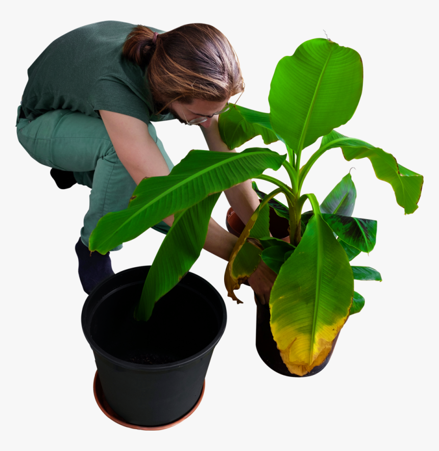 Replanting His Banana Trees Png Image - Planting A Tree Png, Transparent Png, Free Download