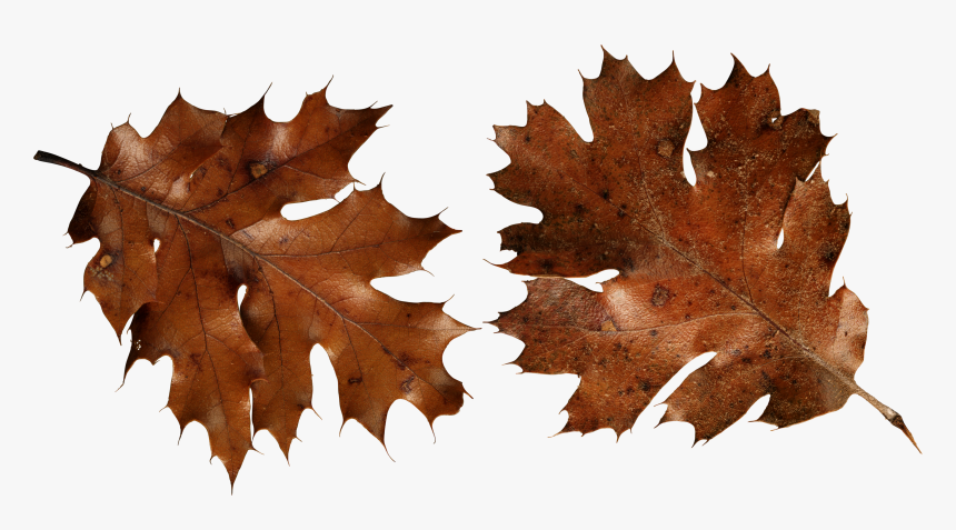 Brown Autumn Leaf Png, Transparent Png, Free Download