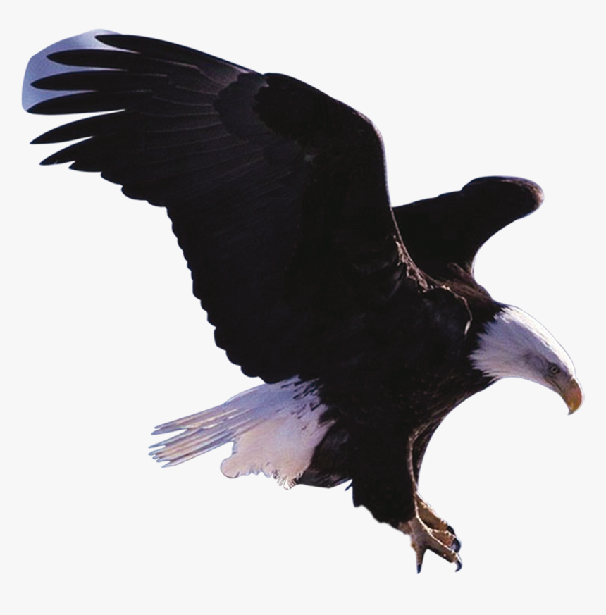 Eagle, HD Png Download, Free Download