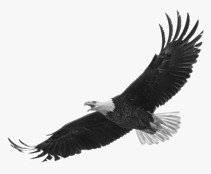 Bald Eagle White Background, HD Png Download, Free Download