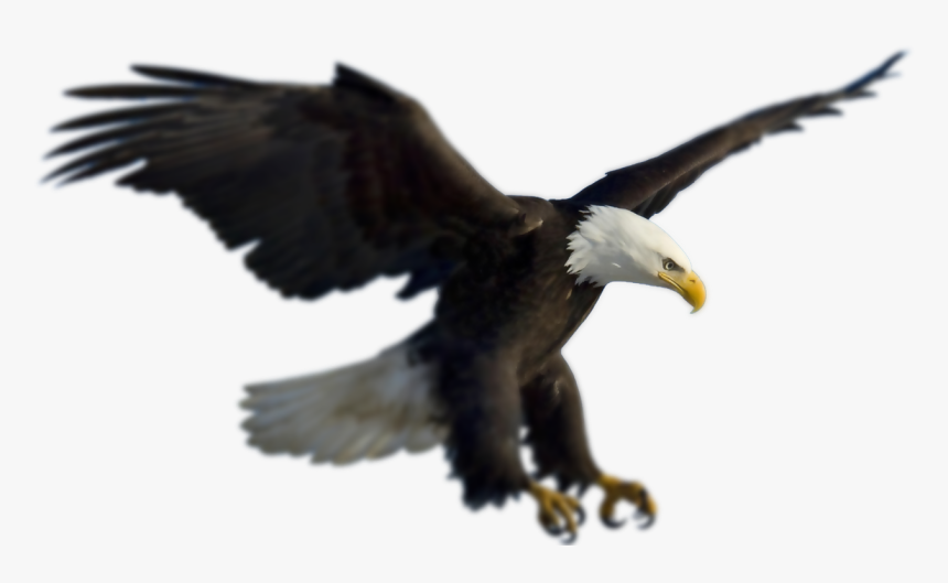 Eagle Flying Png, Transparent Png, Free Download