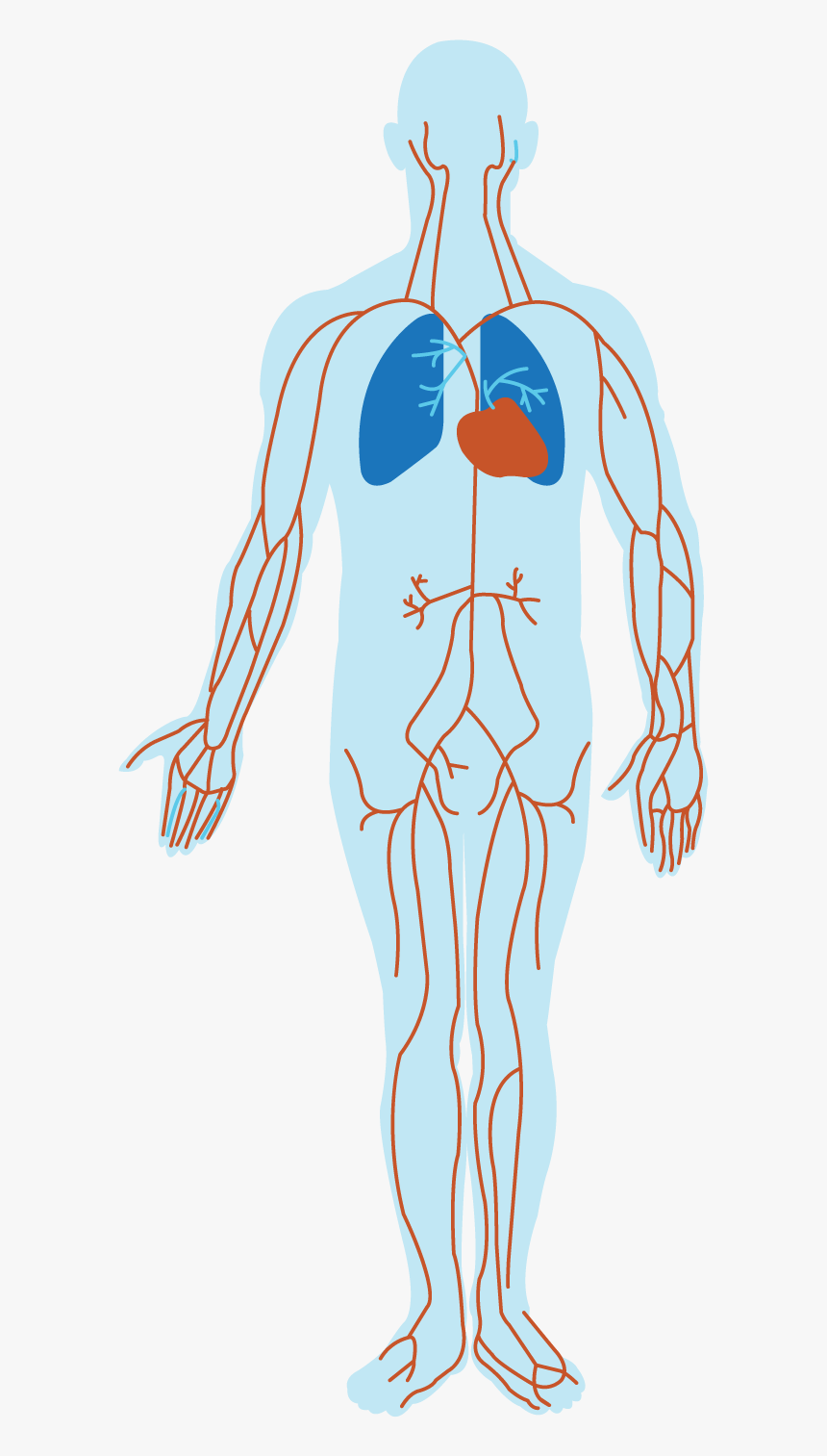 Humanbody, HD Png Download, Free Download