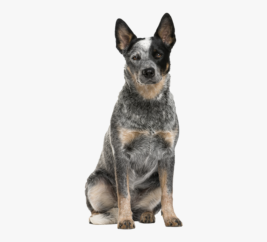 Australian Cattle Dog Funny, HD Png Download, Free Download