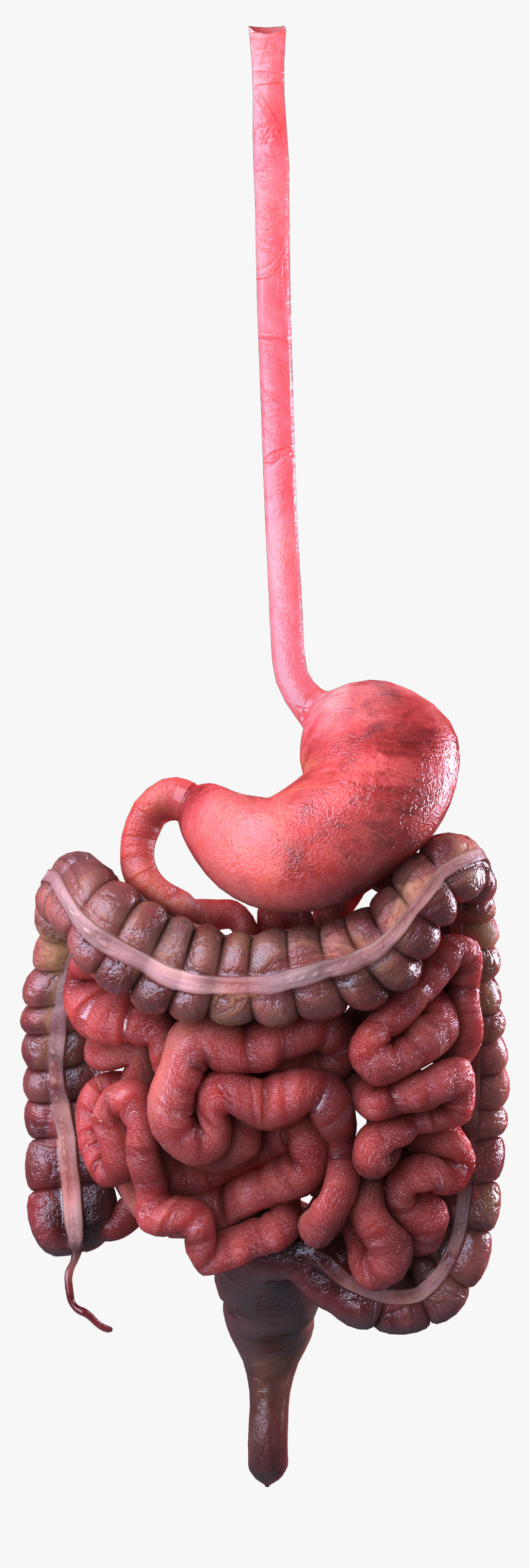 Intestine No Background, HD Png Download, Free Download