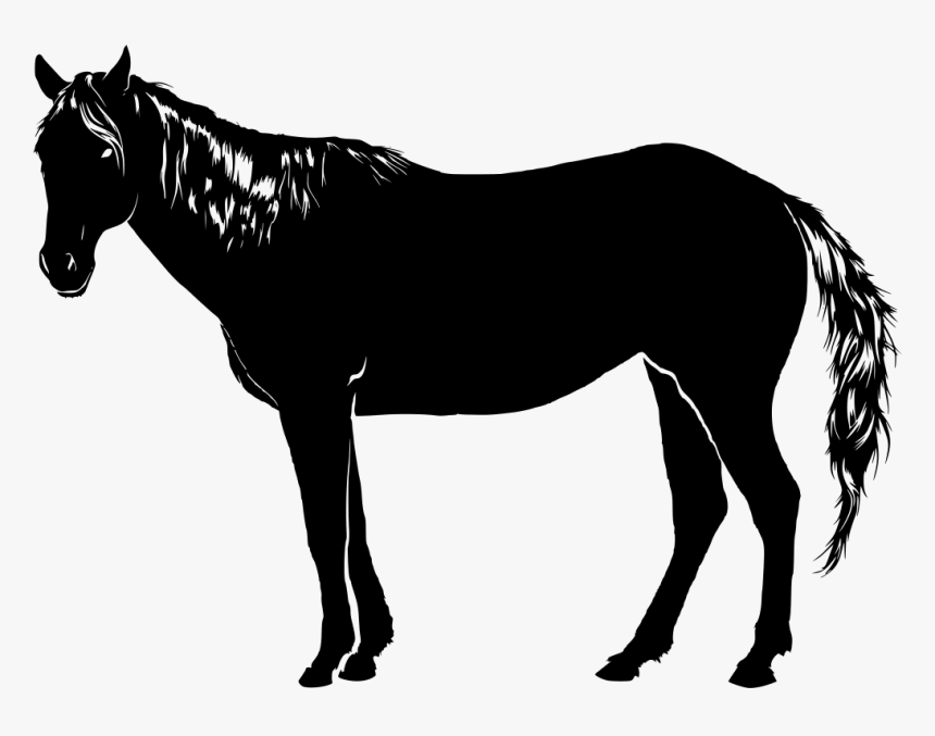 Cavalo Branco Em Png - Horse, Transparent Png - kindpng