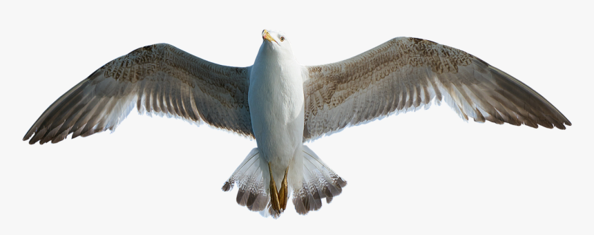 Seagull Bird Animal Free Photo - Transparent Seagull, HD Png Download, Free Download