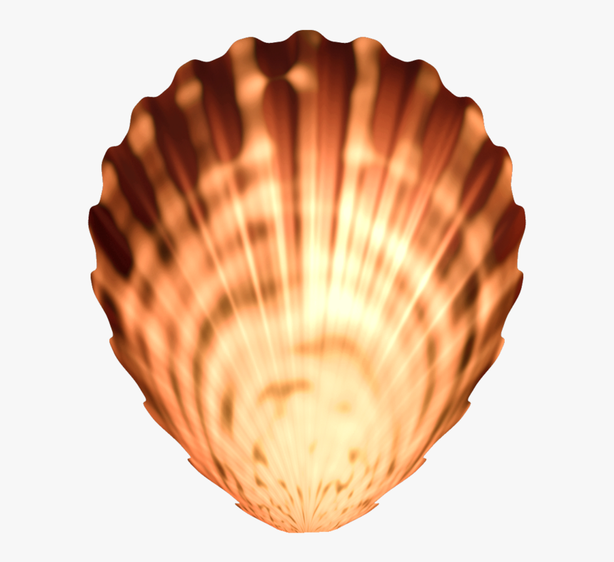 Seashell Png Image Transparent - Seashells Png, Png Download, Free Download