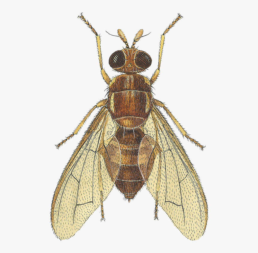 Fruit Flies , Png Download - Fruit Fly Transparent Background, Png Download, Free Download