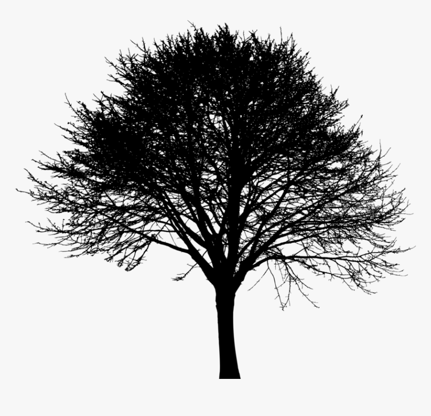 Plant,blackandwhite,tree - Oak, HD Png Download, Free Download