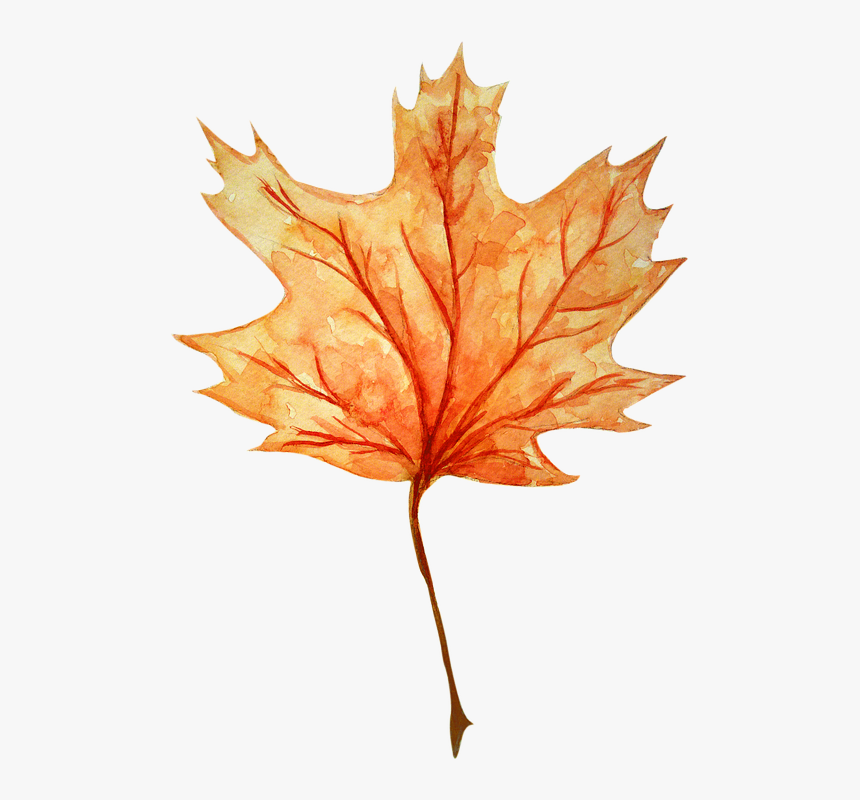 Maple Leaf, HD Png Download, Free Download