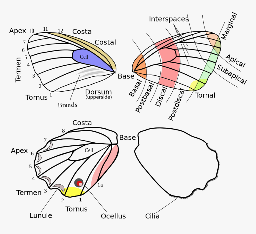 Butterfly Wing Dimensions, HD Png Download, Free Download