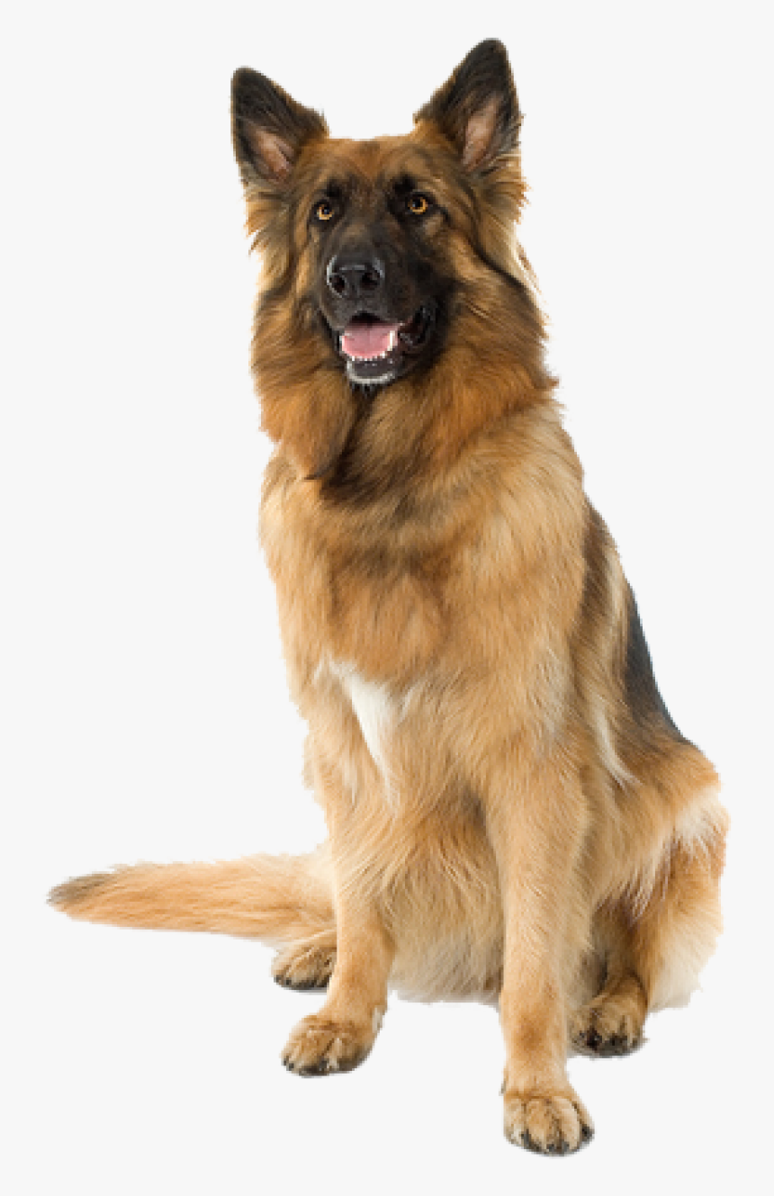 Large Sitting Dog Png Image - Dog Png Hd, Transparent Png, Free Download