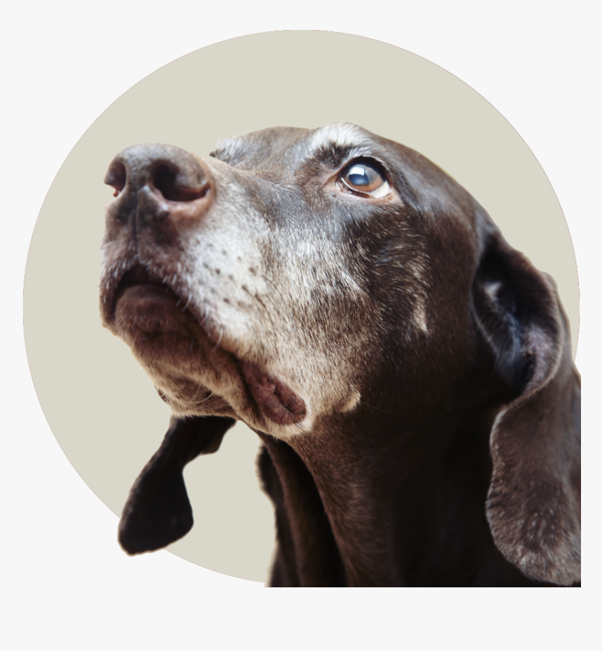 Dog Face Looking Up, HD Png Download, Free Download