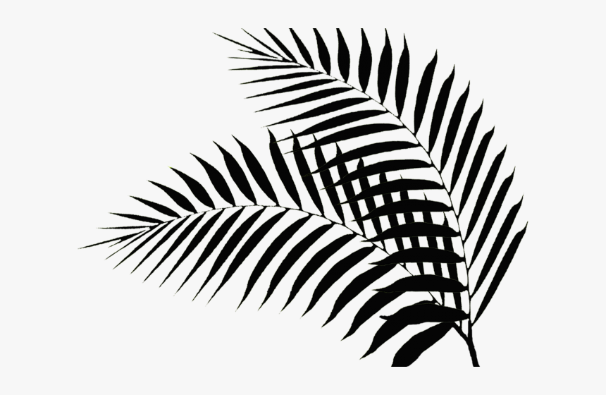 Drawn Palm Tree Palm Fronds - Palm Leaf Silhouette Png, Transparent Png, Free Download