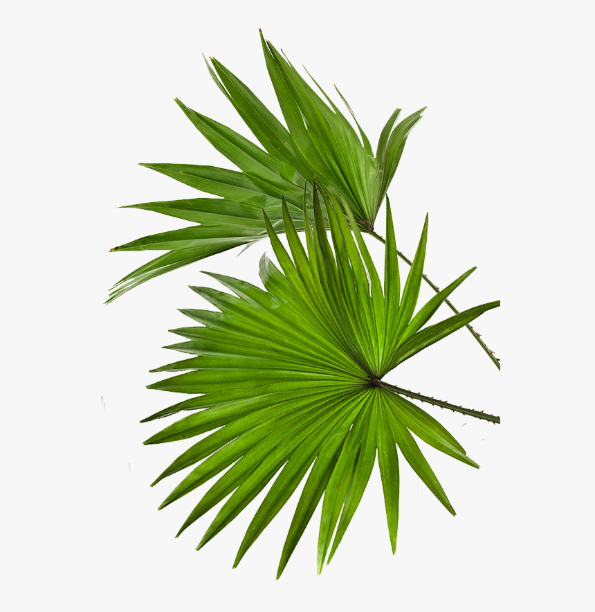 Saw Palmetto, HD Png Download, Free Download