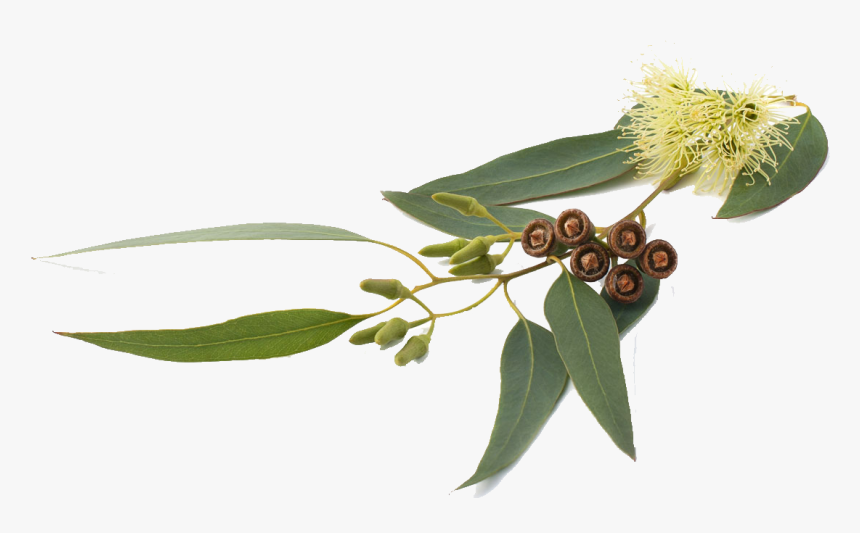 Eucalyptus Globulus Png, Transparent Png, Free Download