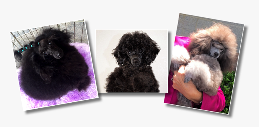 Standard Poodle , Png Download - Standard Poodle, Transparent Png, Free Download