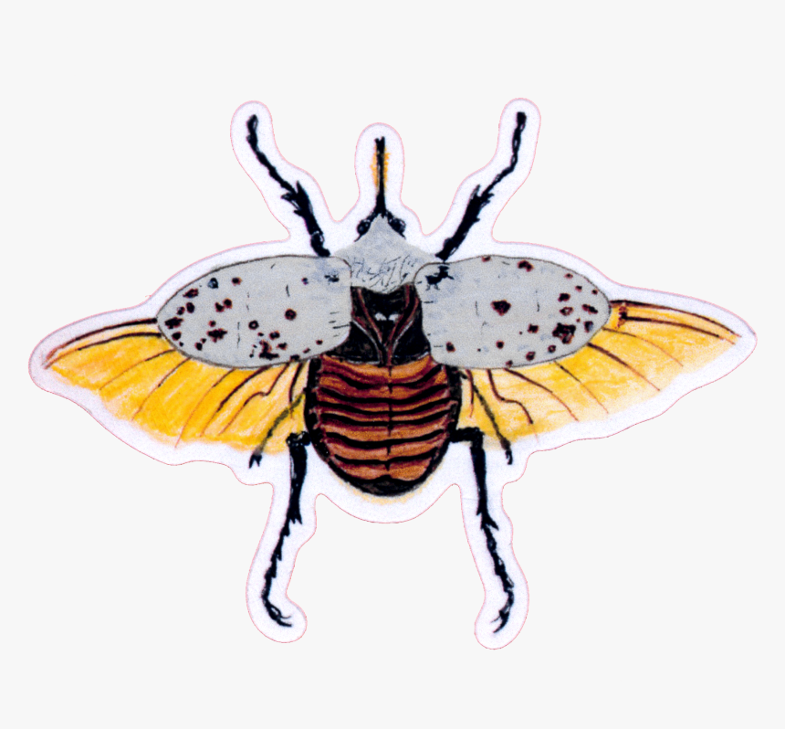 Honeybee, HD Png Download, Free Download