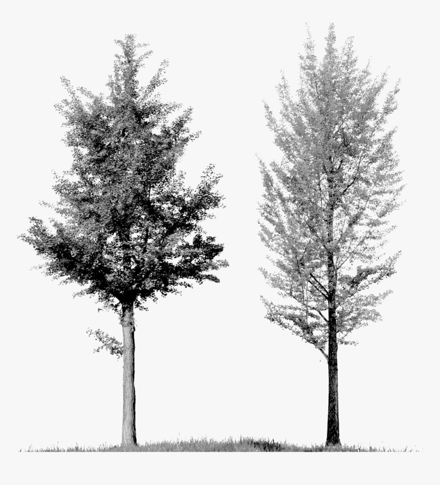 Arbolito 3 Cop - Tree Front View Png, Transparent Png, Free Download