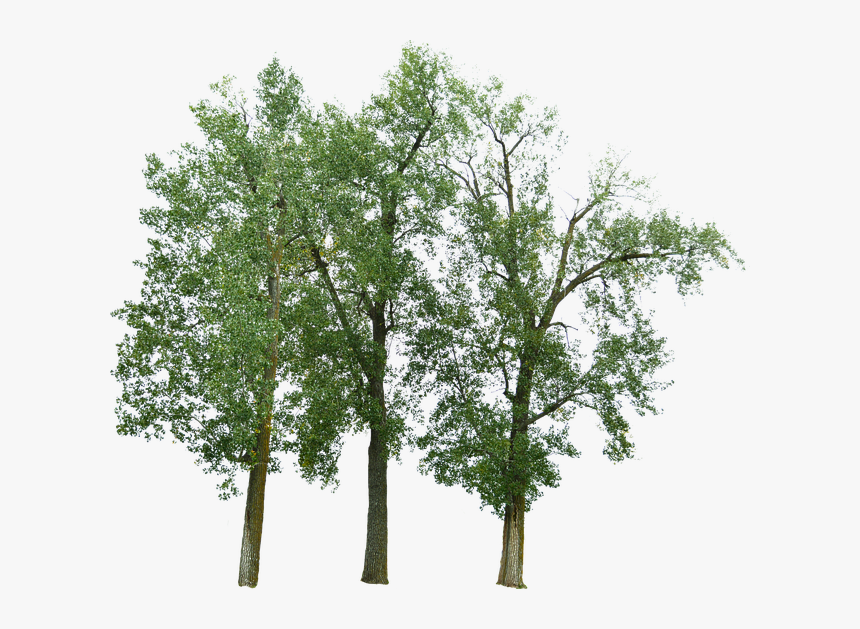 #freetoedit #trees #árboles #nature #naturelovers #green - River Birch Png, Transparent Png, Free Download