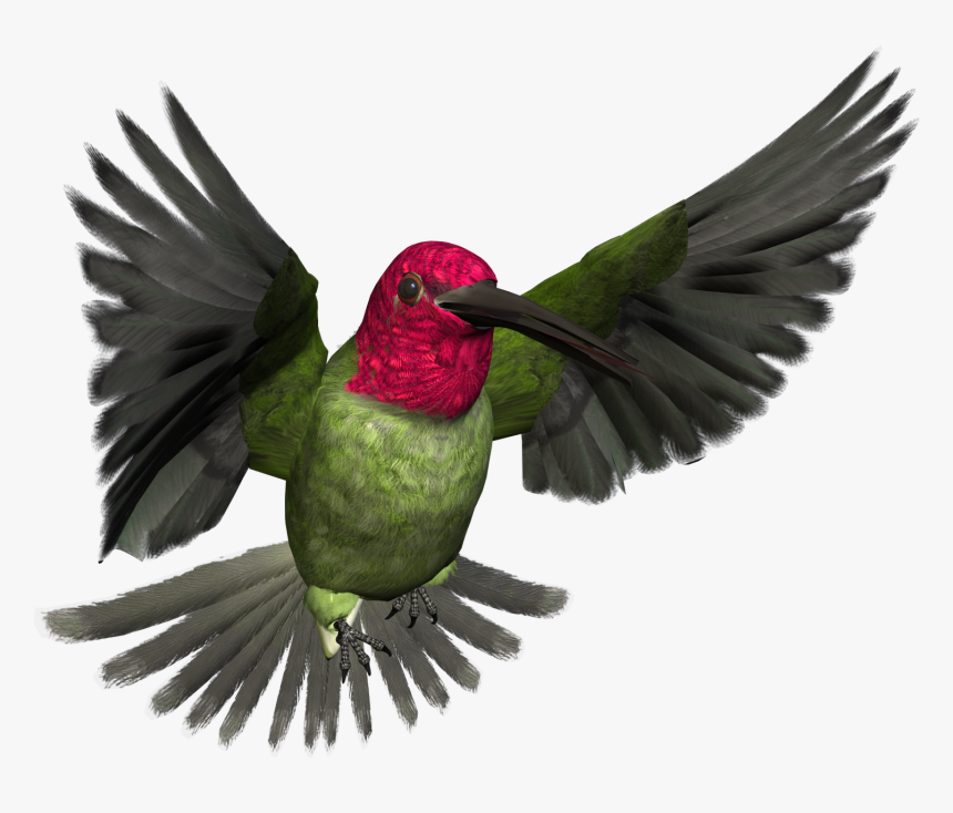 African Bird Png, Transparent Png, Free Download