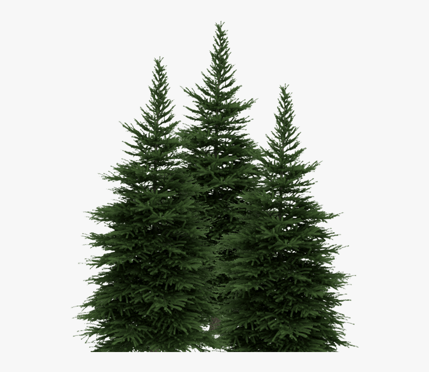 Drawing 2 Pine Trees, HD Png Download, Free Download