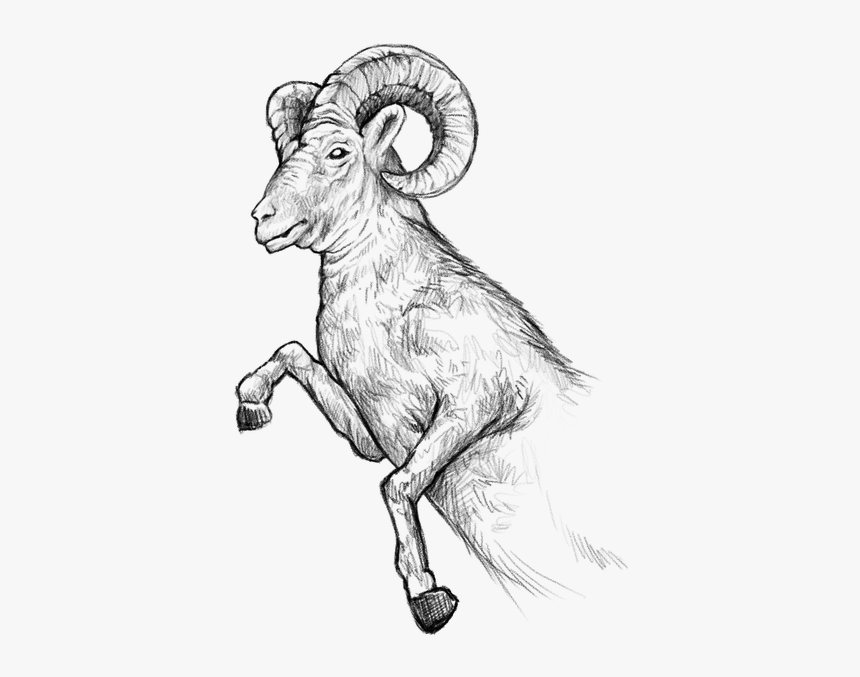 Ram Drawing, HD Png Download, Free Download