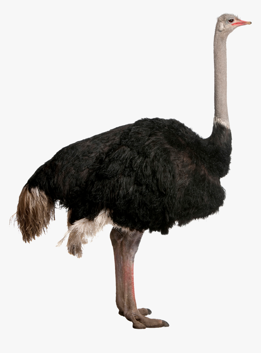 Bigger Emu Or Ostrich, HD Png Download, Free Download