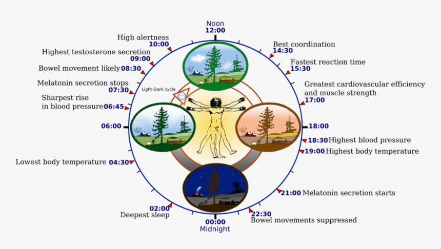 Sageglass Visionary Insights Blog Circadian Rythm - Circadian Rhythm, HD Png Download, Free Download