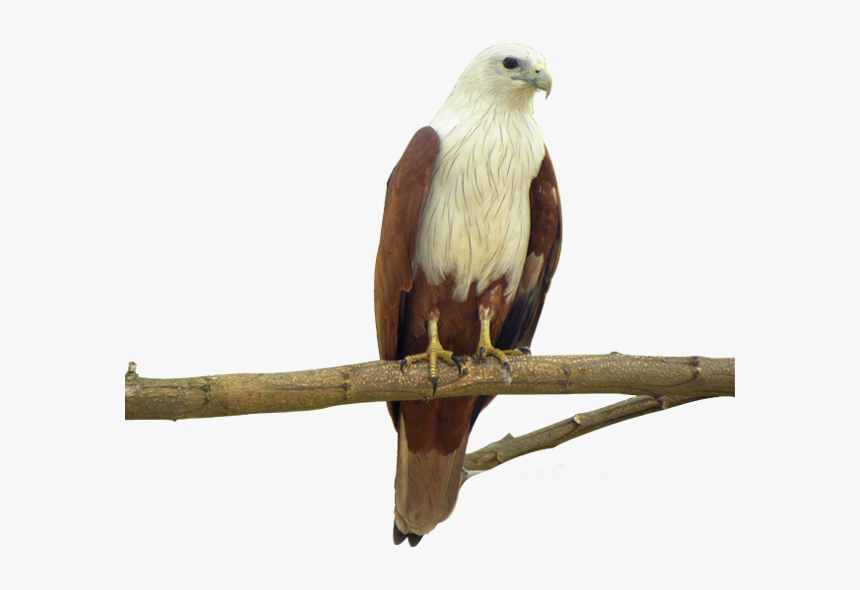Eagle Bird Facts - Types Of Philippine Eagle, HD Png Download, Free Download