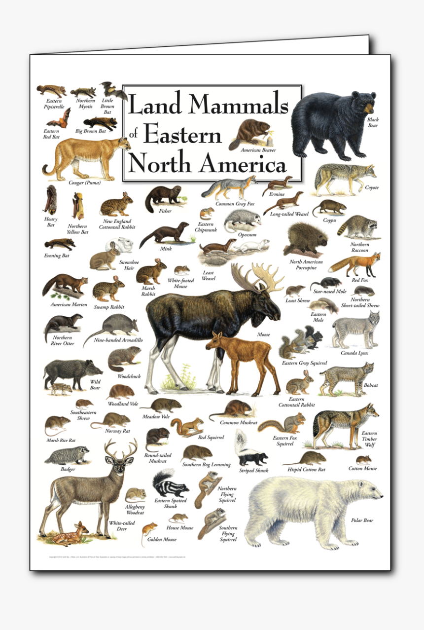 Mammals Of North America, HD Png Download, Free Download