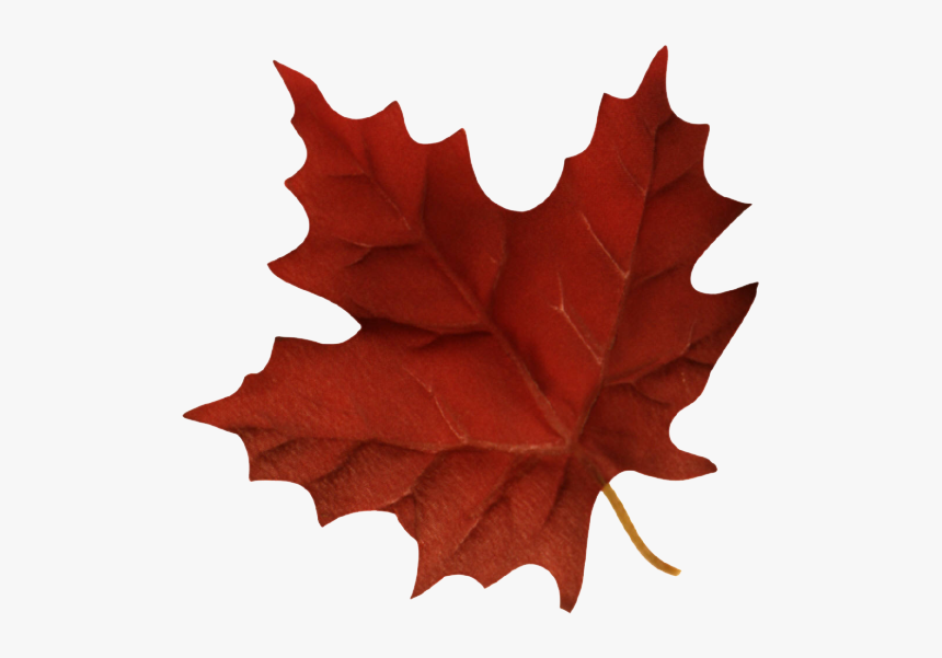 Sugar Maple New York Leaf, HD Png Download, Free Download