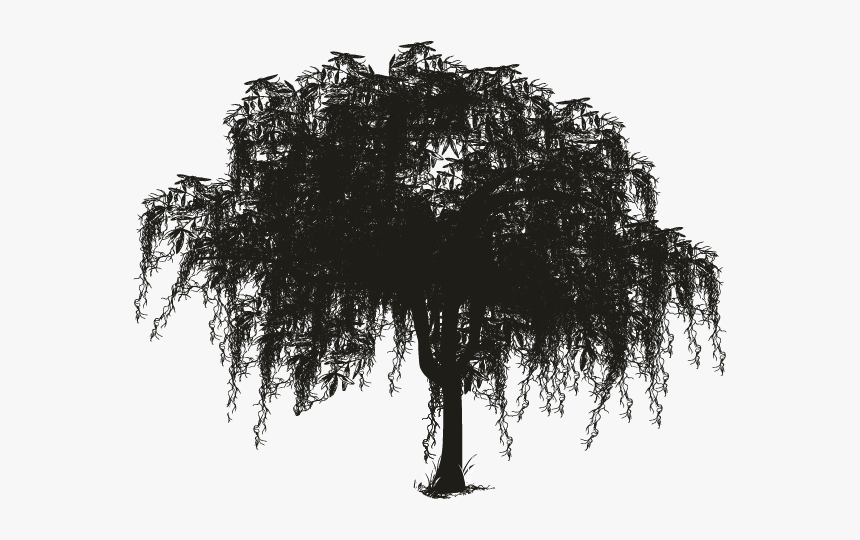 Spanish Moss Tree Silhouette, HD Png Download, Free Download