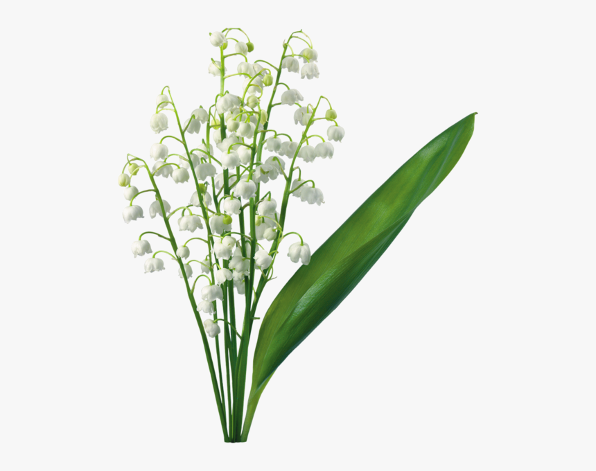 Transparent Of The Valley - Lily Of The Valley Png, Png Download, Free Download