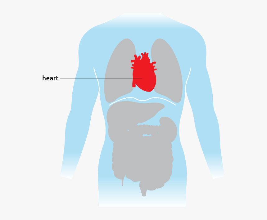 This Is Where The Heart Is Situated In The Torso - Illustration, HD Png Download, Free Download