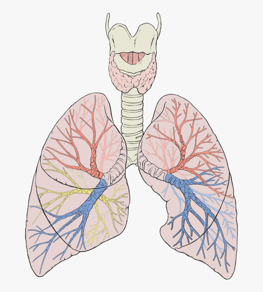 Dog Lungs Diagram