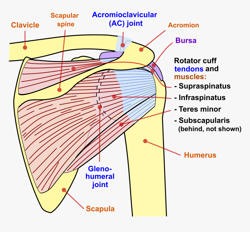 Glenohumeral Joint Posterior View, HD Png Download - kindpng