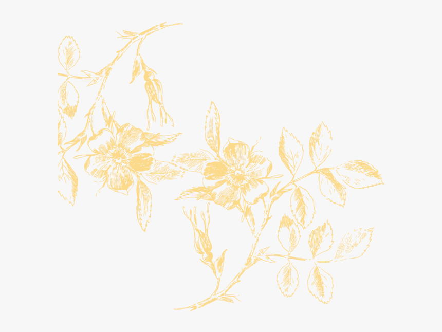 Florais Png, Transparent Png, Free Download