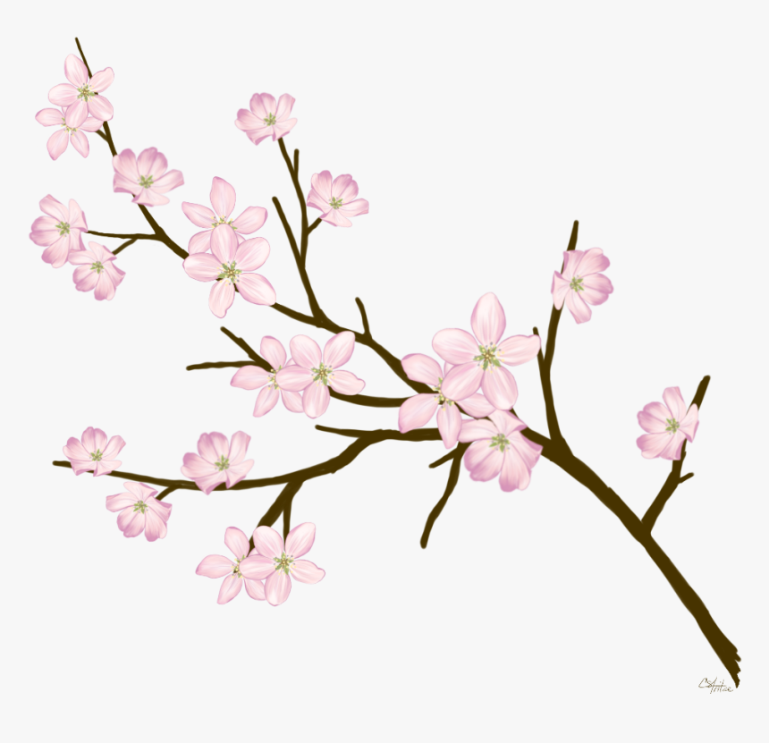 Cherryblossom Flowers Branches Freetoedit - Blossom Cherry Branches, HD Png Download, Free Download