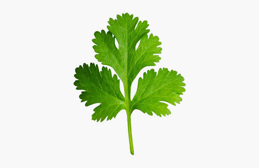 cilantro clipart hd png download kindpng cilantro clipart hd png download kindpng