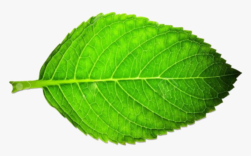 Pretty Green Leaf, HD Png Download, Free Download