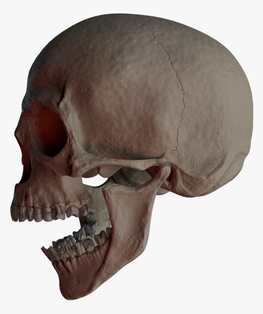 Skull, HD Png Download, Free Download