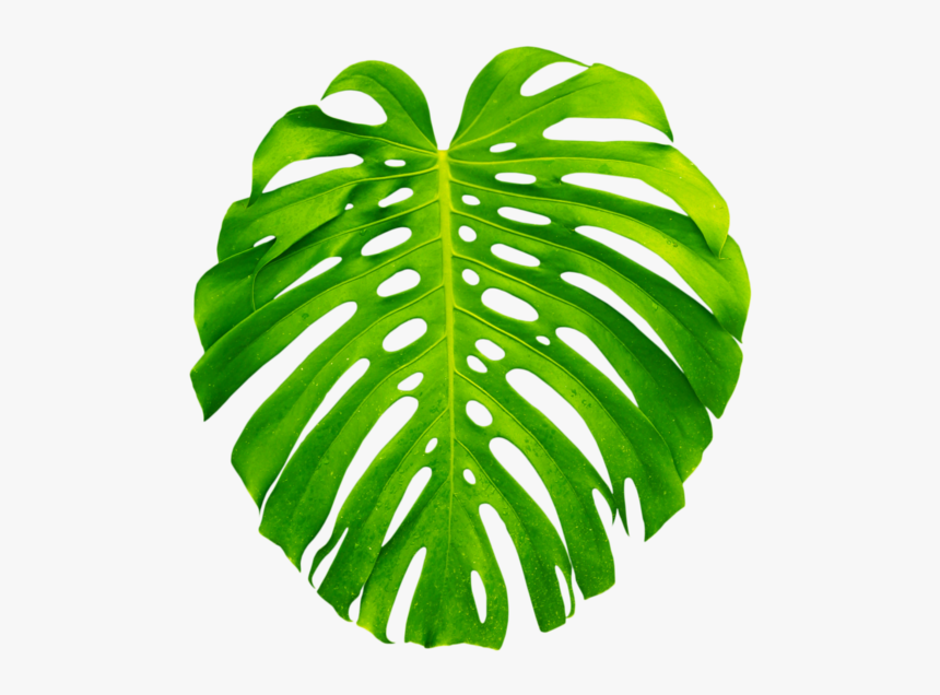 Luau Party Ideas - Transparent Monstera Leaf Png, Png Download, Free Download