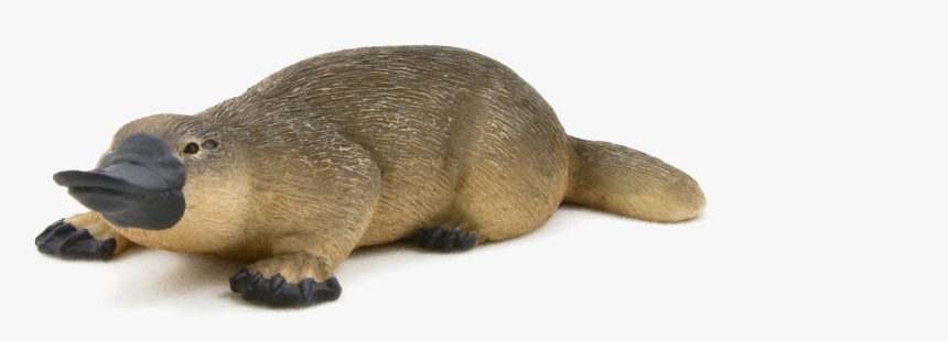 Duck Billed Platypus Png, Transparent Png , Png Download - Duck Billed Platypus, Png Download, Free Download