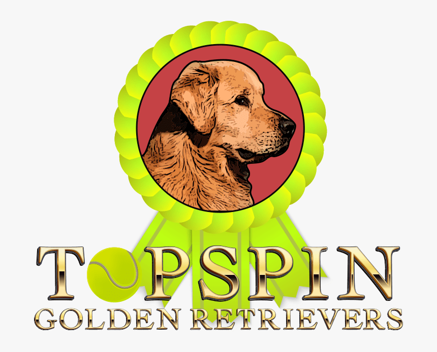 Topspin Goldens - Golden Retriever, HD Png Download, Free Download