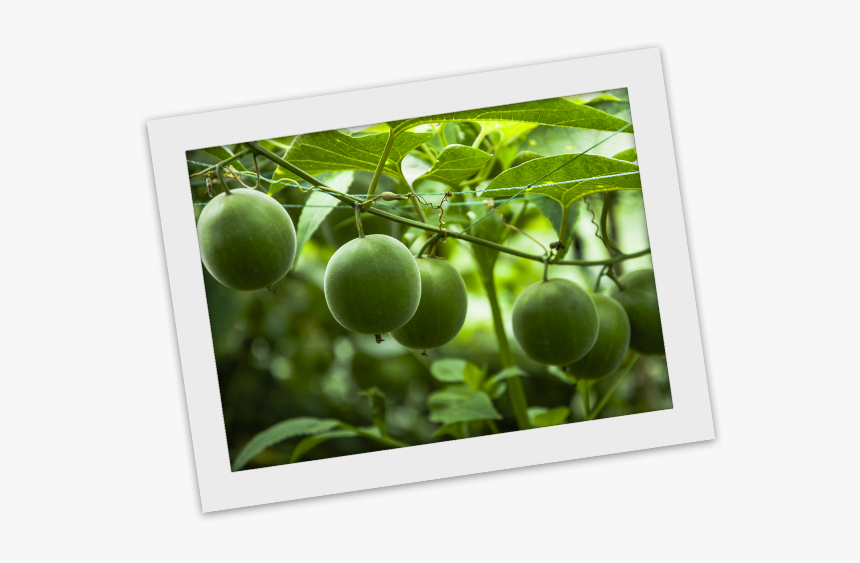 Gooseberry, HD Png Download, Free Download