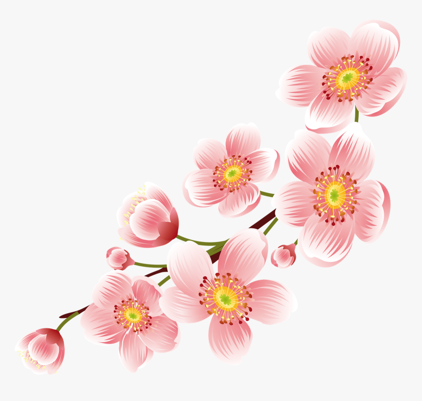 Cherry Blossoms Frame Png, Transparent Png, Free Download